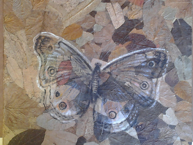 mariposa borboleta