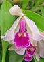 orquidea