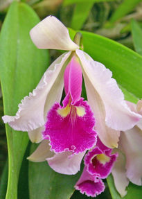 Orquidea