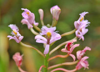 Ramillete de orquideas