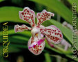Orquidea nativa