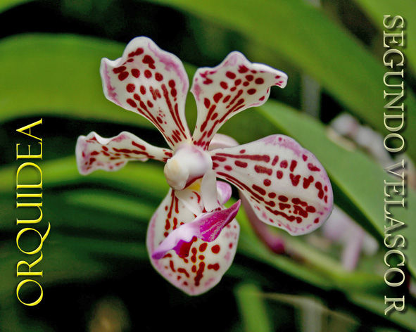 Orquidea nativa Naturaleza Color (Digital)