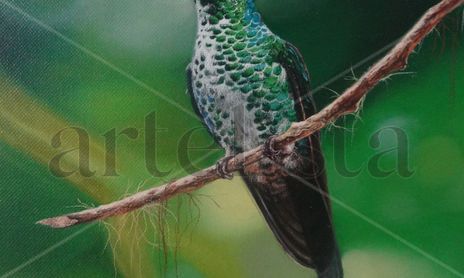 Aves