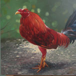 Aves thumbnail 1