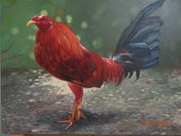 Gallo Indio