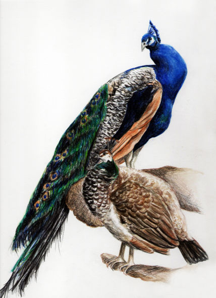 Pavo real