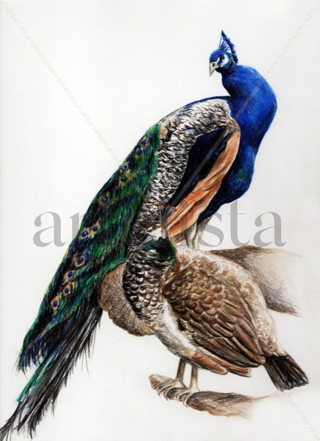 PAVO REAL