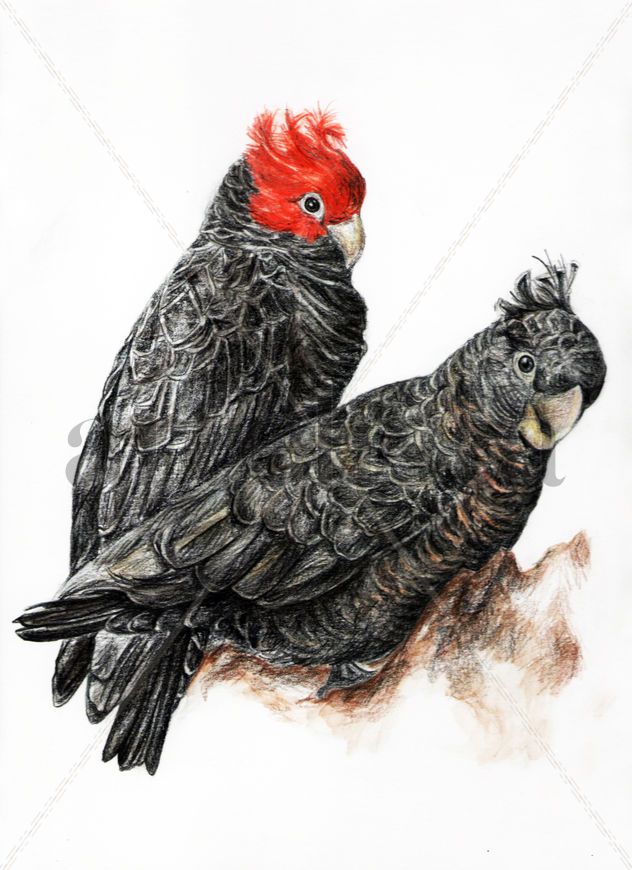 CACATÚA GANG-GANG