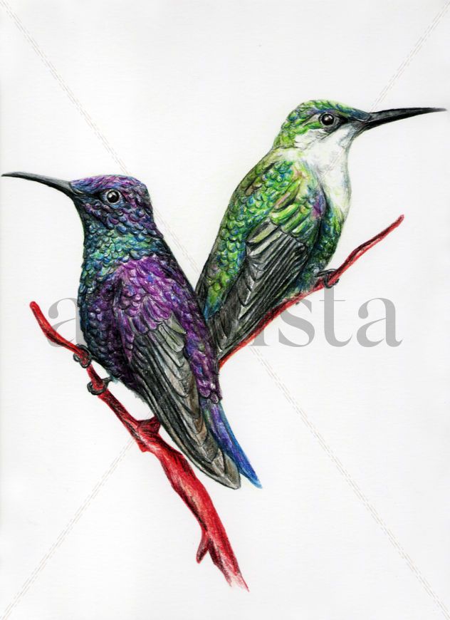COLIBRÍ
