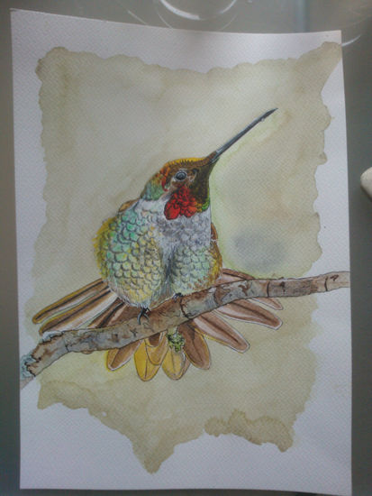 el colibrí Acuarela Papel Animales