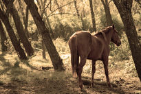 Naturaleza salvaje