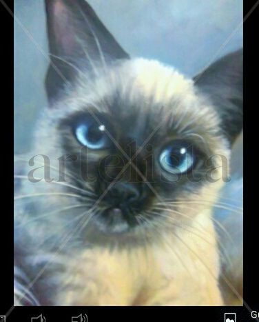 GATITO