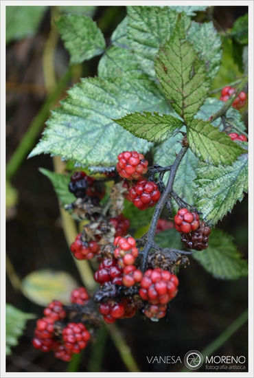 Moras silvestres Naturaleza Color (Digital)