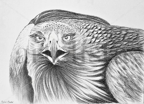 Aguila