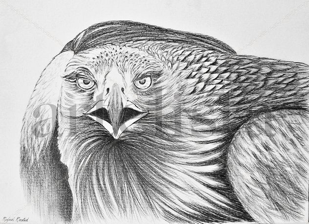 Aguila