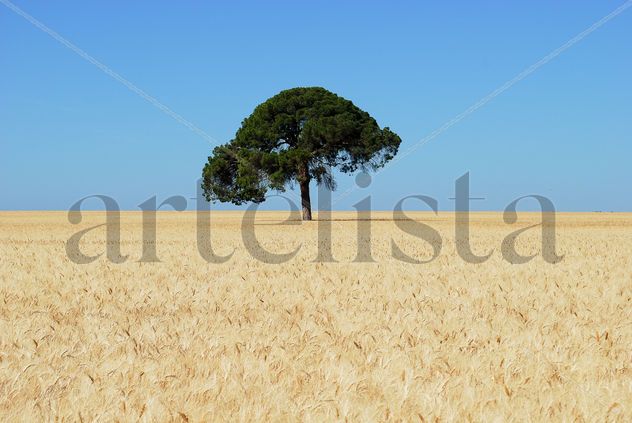 Soledad