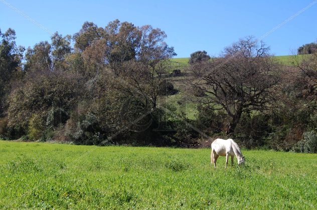 PRADERA