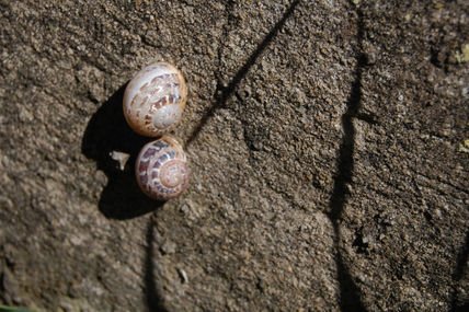 Caracoles