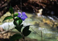 Violeta