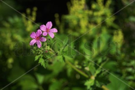 Rosa