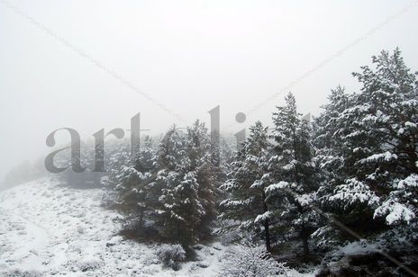 Sierra nevada