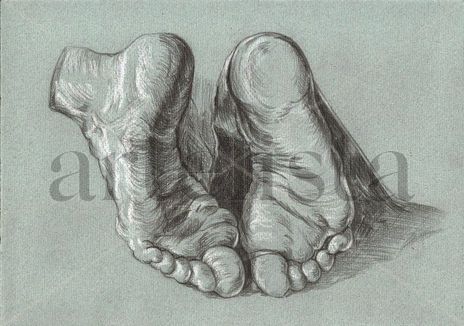 Pies a.durero