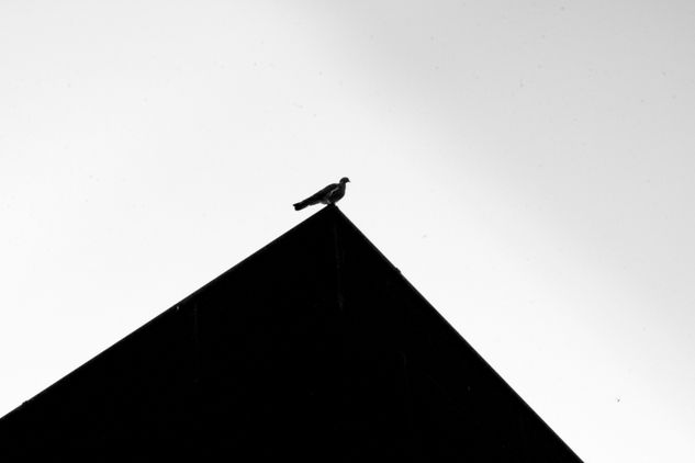 Aves sin retorno Conceptual/Abstracto Blanco y Negro (Digital)