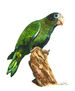 Amazona Ventralis (Cotorra)