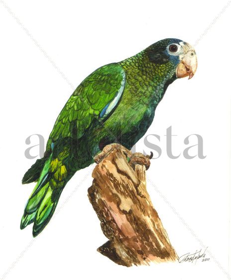Amazona Ventralis...
