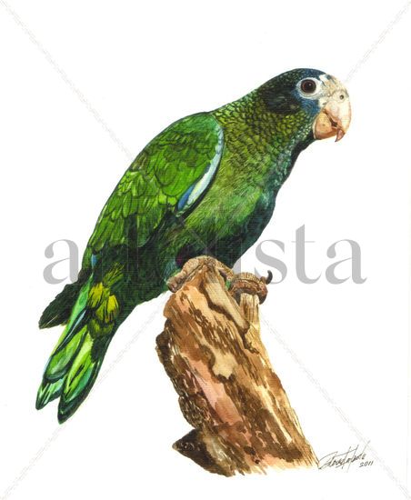 Amazona Ventralis (Cotorra) Acuarela Cartulina Animales