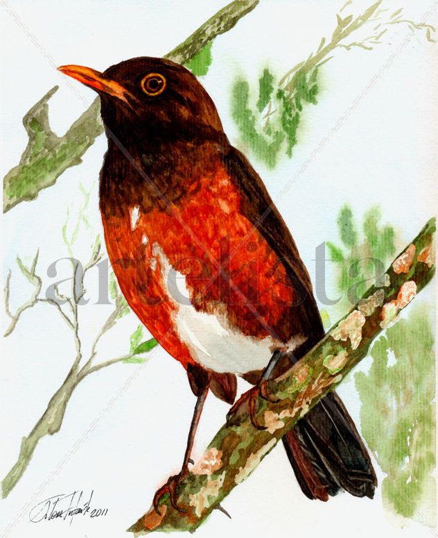 Zorzal de La Selle (Zorzal)