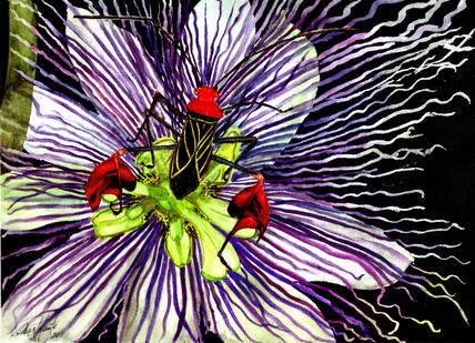 Passiflora y...
