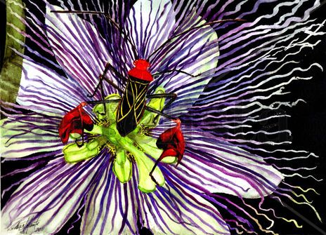 Passiflora y...