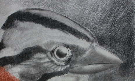 Dibujos