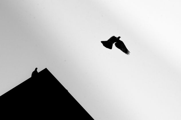 aves sin retorno