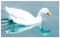 Pato feo