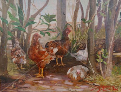 Gallinas de patio