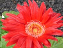 Gerbera