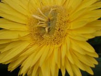 Gerbera amarilla