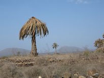 Ocaso de la palmera