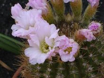 Flor de cactus