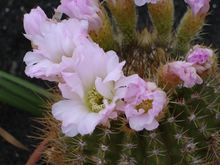 flor de cactus Naturaleza Color (Digital)