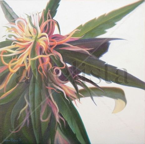 Flor de Marihuana