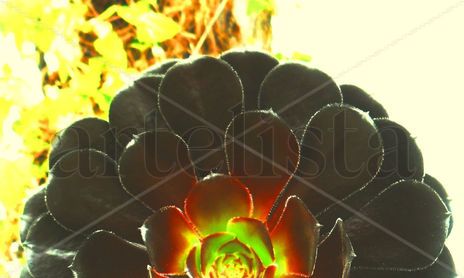 macrointimo en flor 2