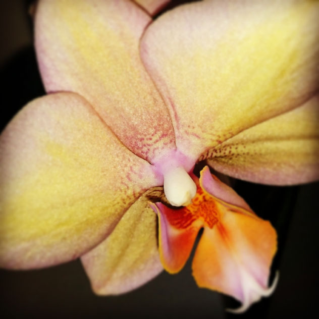 flor inspiradora