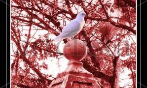 Naturaleza