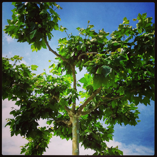 árbol cercano