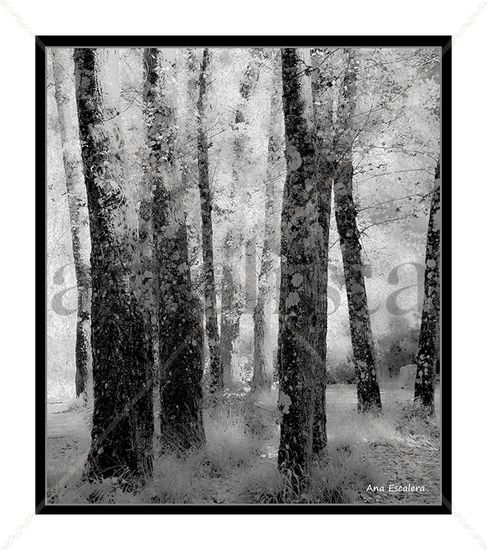 Naturaleza Nature Black and White (Digital)