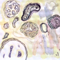 obra
