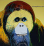 Orangutan